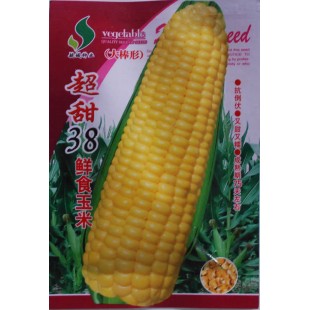 超甜38鲜食玉米种子 鲜果穗重400克左右 好吃无渣 熟吃甜糯 玉米种子 40克装