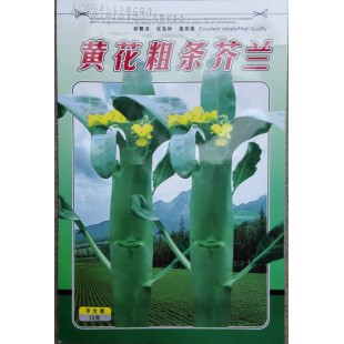 阳春益民 黄花粗条芥兰种子 长势壮旺 少蜡粉 耐湿 品质好 芥兰种子 10克装