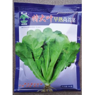 江门利隆种苗 特大叶早熟茼蒿菜种子 播种至初收30-35天 商品性好 茼蒿菜种子 200克装