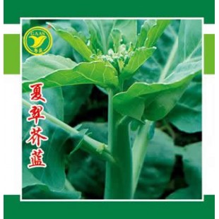 广东粤蔬 杂交夏翠芥蓝种子 广东农科院选育 播种至初收45-50天 耐热品种 芥蓝种子 40克罐装