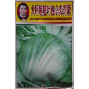 广西强坤 大坪埔短叶包心肉芥菜种子 抗病性强 耐热 耐雨 芥菜种子 15克装