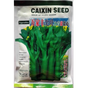 广州阳兴 万家丰尖叶油青甜菜心种子 株形矮壮 美观/纤维少 菜心种子 200克装