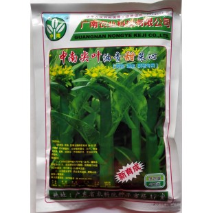 广州广南 中南尖叶油青甜菜心种子 早熟 尖叶 抗热抗雨水  菜心种子 400克装