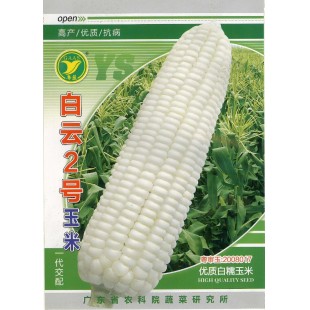 广东粤蔬 白云二号糯玉米种子 广东农科院选育 籽粒纯白 2月-10月适播 玉米种子 200克装