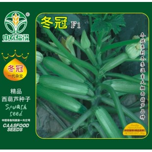 中国农科院 冬冠西葫芦种子 中早熟 冬季温室大棚西葫芦品种 亩产达30000斤 西葫芦种子 50克装