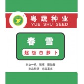 广东粤蔬 超级春雪萝卜种子 广东农科院选育 65天可采收 9月下旬至翌年1月适播 萝卜种子 50克/罐