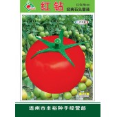 连州丰裕 红钻番茄 以色列原果种子 植株无限生长...