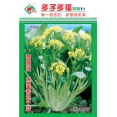 连州丰裕 多子多福菜苔种子 主菜苔粗大 味道爽甜...