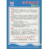 广州乾农 国审穗甜1号玉米种子 口感好 品质优 皮薄无渣 含糖量高 极适加工 亦可鲜食 玉米种子 200克装