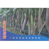 广州乾农 玫瑰花茄种子 果肉淡绿色 肉质细嫩 风味独特 商品性状优良 适应性强 商品率高 茄子种子 5克装