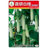 湖南兴蔬 蔬研白绿黄瓜种子 极早熟 产量高 口感好 腔小肉厚 丰产 黄瓜种子 10克装