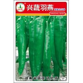 湖南兴蔬 兴蔬羽燕辣椒种子  商品性优 耐贮运 青果绿色 辣椒种子 8克装