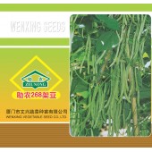 厦门文兴 助农268架豆种子  早生 高产 结果丰多 荚形特长直粗圆 绿豆角种子 500克装
