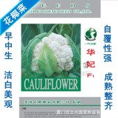 厦门文兴 华妃花椰菜种子  一代杂交 早中熟 植株长势强健 生长快速 花椰菜种子 10克装
