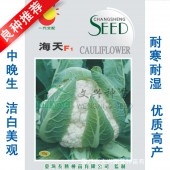 厦门文兴 海天胡萝卜种子 一代杂交种 耐寒耐湿 植株生长强健 花椰菜种子 10克装