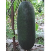广东粤蔬 铁心333杂交冬瓜种子 广东农科院选育 细长 空腔小 直径22cm 冬瓜种子 15克装