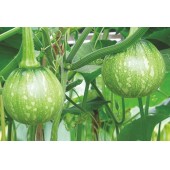 湖南湘妹籽种业 花皮嫩早南瓜种子 肉厚 早熟 高园形 耐低温 南瓜种子 10克装