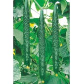 广州绿霸 金童小黄瓜种子 一代杂交种 早熟 不早衰 播种到采收45-55天左右 黄瓜种子 10克装