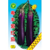 广东粤蔬 粤丰紫红茄种子  广东省农科院选育 亩...