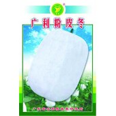 广东粤蔬 广利杂交粉皮冬瓜种子 广东农科院选育 瓜长35厘米 耐贮性好 冬瓜种子 20克/包