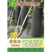 广东粤蔬 黑优大杂交冬瓜种子 广东农科院选育 耐贮运 亩产6000kg  强烈推荐 冬瓜种子 30克/罐