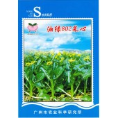广州乾农 菜科所 穗农油绿802菜心种子 基叶近圆形 油绿有光泽 商品性优良 菜心种子 200克装