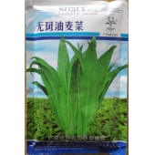 广州乾农 市菜科所 农普无斑油麦菜种子 市农科院选育 新品种 抗病性强 油麦菜种子 200克装
