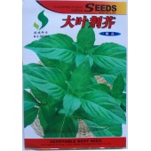 大叶荆芥种子 夏季难得罕见稀有品种 叶带有奇特的异香 荆芥种子 亩产量3000公斤