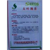 大叶荆芥种子 夏季难得罕见稀有品种 叶带有奇特的异香 荆芥种子 亩产量3000公斤