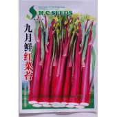 江西航城 九月鲜红菜薹种子 采收可达120天 亩产3000公斤以上 鲜红菜薹种子 10克装