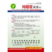 广东粤蔬 玛丽亚菠菜种子 广东农科院选育 中早熟 耐抽苔 产量高 菠菜种子 400克装