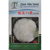 厦门振闽 瑞庆65天松花菜种子 早中熟 抗病性强 65天可采收 松花菜种子 10克装