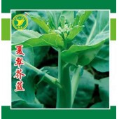 广东粤蔬 杂交夏翠芥蓝种子 广东农科院选育 播种至初收45-50天 耐热品种 芥蓝种子 40克罐装