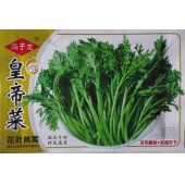 广西冯子龙 皇帝菜花叶茼蒿种子 鲜嫩清香 品质优 茼蒿种子 20克装