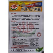 广西强坤 虎耳大叶茼蒿种子 耐热耐寒 纤维少 美味可口 茼蒿种子 15克装