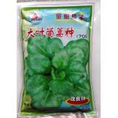 汕头金船 大叶茼蒿种子 叶面大 耐寒 播种后约40天可上市 茼蒿种子 250克装