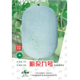 广东爱普农 粉杂九号冬瓜种子 肉质好 无酸味 无籽 适合出口 粉皮冬瓜种子20克装