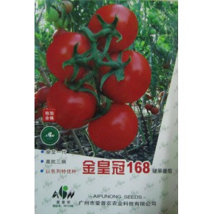 广东爱普农 金皇冠168番茄种子 中早熟杂交品种 果型扁圆 深红亮丽 高抗叶霉病  抗烟草花叶病毒 黄萎病和枯萎病 番茄种子 5克装