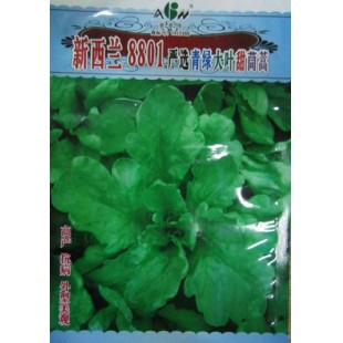 广东爱普农 新西兰8801青绿大叶茼蒿种子 新西兰选育 叶大 抗热性强 夏秋可栽培 茼蒿种子 200克装