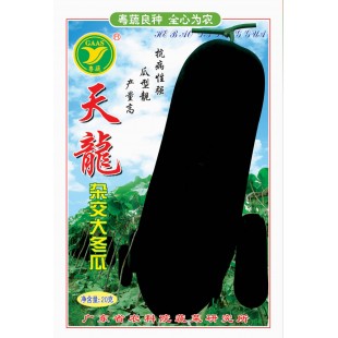 广东粤蔬 天龙杂交大冬瓜种子 最新育成黑皮冬瓜 抗病抗逆性强 瓜长约58厘米 横径23厘米左右 肉质致密 浅棱沟 15克装