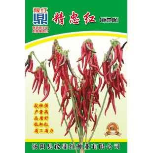 河南豫鼎红精忠红朝地椒种子 干椒革命性新品种  加工香辣酱 红油辣椒 火锅底料 辣椒面最佳原料 辣椒种子 5克装