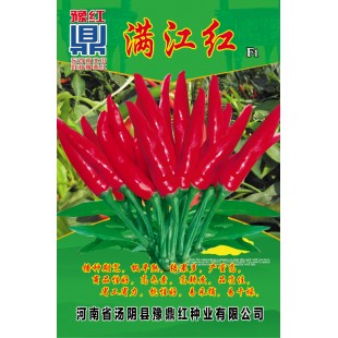 河南豫鼎红种业 满江红朝天椒种子 杂交一代簇生朝天椒新品种 红熟后深红油亮 适合大棚西瓜套种 早春茬 辣椒种子 5克装