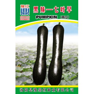河南豫鼎红 黑妹七叶早南瓜种子 早熟 圆条形 嫩瓜墨绿色 果长约30cm 顶部稍大 南瓜种子 10克装 南瓜种子