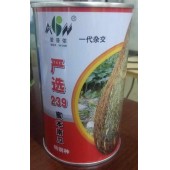 广东爱普农 严选239蜜本南瓜种子 瓜棒锤形 果肉厚 心室小 亩产约3500公斤 南瓜种子 40克装