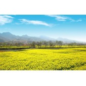 宝油早12号观赏性油菜花种子 国审品种 早熟 花淡黄色  广东全生育期约130天 花期长 适合全国种植 油菜花种子 500克装
