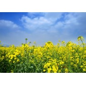 宝油早12号观赏性油菜花种子 国审品种 早熟 花淡黄色  广东全生育期约130天 花期长 适合全国种植 油菜花种子 500克装