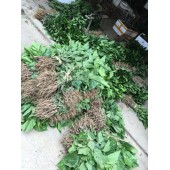 广东农科院无籽大十果桑苗 早熟优质品种，其主要是颗粒大 营养成份高 产量高 果桑嫁接苗，10元一株，5株起订