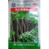 湖南湘研 亮长黑满地冬瓜种子 长炮弹型 墨绿色 内腔小 瓜长85-90厘米 冬瓜种子 200粒装