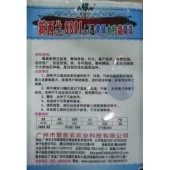 广东爱普农 新西兰8801青绿大叶茼蒿种子 新西兰选育 叶大 抗热性强 夏秋可栽培 茼蒿种子 200克装