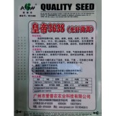 广东爱普农 皇帝3638光杆茼蒿种子 耐热 耐寒 叶小而薄 底部无杂叶 播后40天可采收 品质极佳 茼蒿种子 200克装